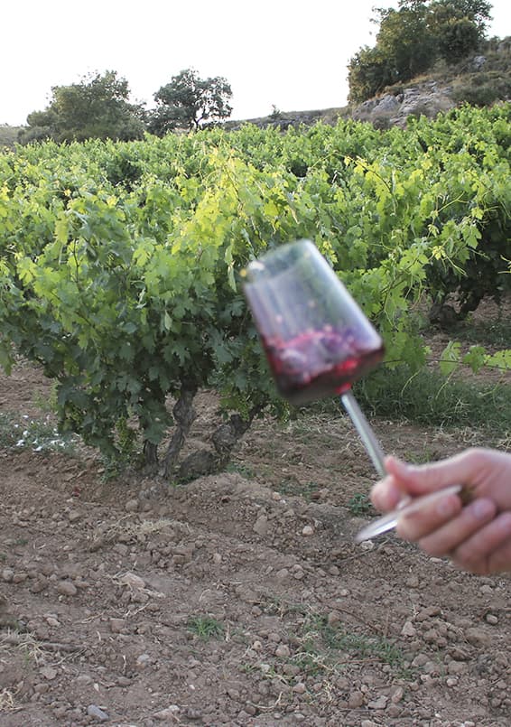 Alto de Castro - Viñedos de Altura