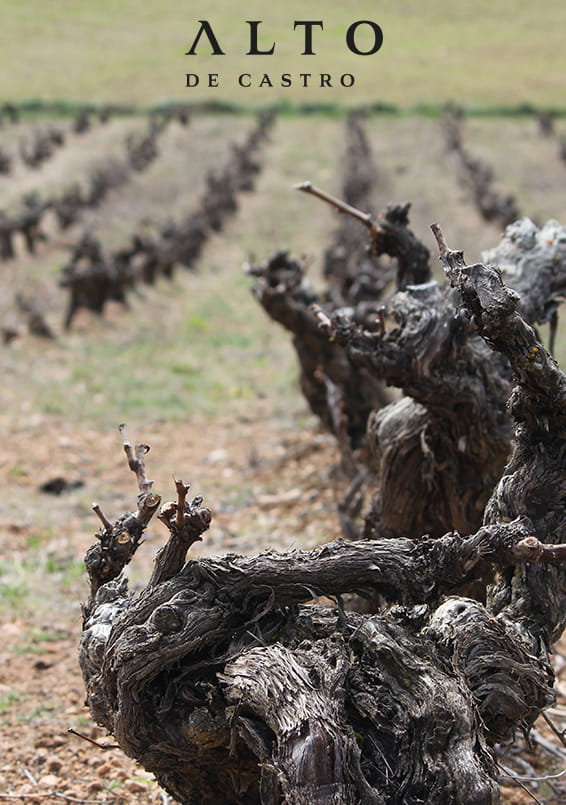 Vinificación en Alto de Castro, vino elaborado en Peñaranda de Duero