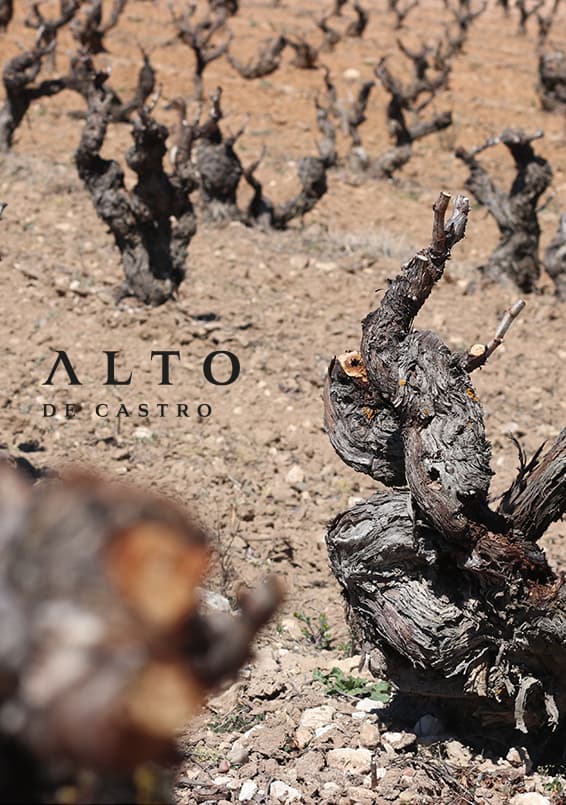 Vinificación en Alto de Castro, vino elaborado en Peñaranda de Duero